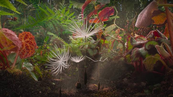 Dandelion’s Odyssey [Cannes&nbsp;2025]